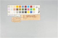 五色鳥藏品圖，第11張
